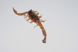 Scorpion Bite